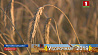 Белорусские аграрии намолотили 2 миллиона 128 тысяч тонн зерна