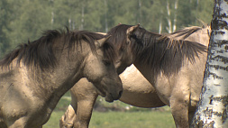 В заказнике "Налибокский" обитает более 270 тарпановидных лошадей