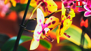 Диковинный чайот и долгоцветущие красавицы-орхидеи - в программе "Дача"