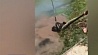 В Бразилии сняли на видео спасение собаки от анаконды