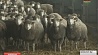 В Минской области развивается овцеводство