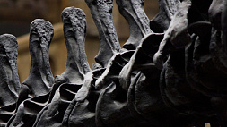 Останки динозавра обнаружили в Китае 