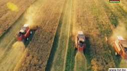 Массовая уборка урожая в Беларуси продолжается