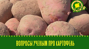Как завести пасеку | Самый урожайный сорт картошки 