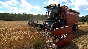 Уборочная - 2024: аграрии Беларуси уже собрали 1,5 млн тонн зерна 