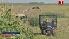 На уборку кукурузы в поля вышли аграрии Гомельской области 