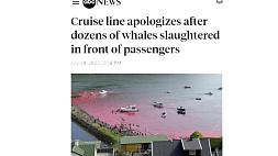 Защитники китов во время отдыха стали свидетелями массового забоя