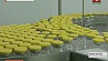 В Беларуси появится производство лекарств в шприцах с точной дозировкой 