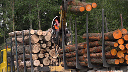 В Беларуси приводят в порядок лесные угодья, пострадавшие от сильного ветра в начале августа