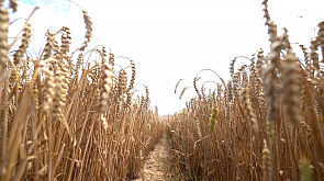 Уборочная - 2024: аграрии Беларуси уже собрали более 2,6 млн т зерна
