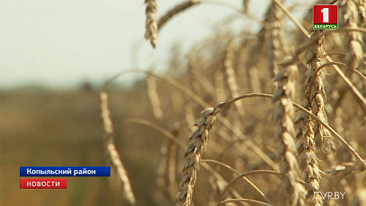 На юго-западе Минской области урожай убран на 77 %