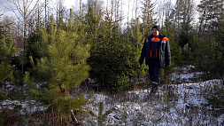 Специалисты белорусских лесхозов для елочных базаров выбирают самые пушистые экземпляры