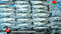 СК возбудил уголовное дело по факту незаконной рыбалки в Новогрудском районе