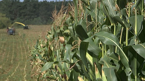 В Беларуси убирают кукурузу на силос