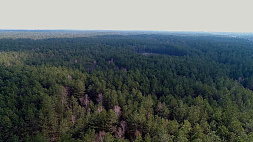 Ограничения на посещение лесов введены во всех районах Минской области