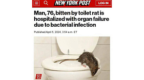 Выпрыгнувшая из унитаза крыса покусала мужчину и заразила опасной болезнью
