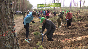 Акция "Неделя леса" - 10 тыс. саженцев посадили в Логойском лесничестве
