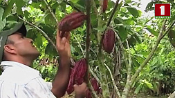 Цена какао-бобов  в мире достигла исторического максимума, поднявшись до 11 тыс. долларов за тонну