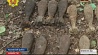 Грибники в лесу обнаружили  мины и взрыватели-детонаторы для гранат