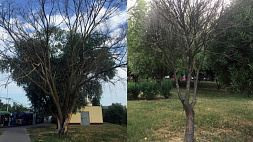 В Шарковщинском районе незаконно вырубили более 700 деревьев - возбуждены уголовные дела