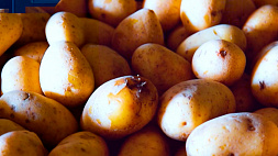 Вадим Маханько: Белорусский картофель не заместить никакой импортной продукцией