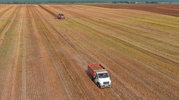 Самое большое поле гречки в Беларуси убирают в этом хозяйстве 