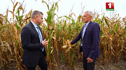 Ученые показали идеальную зерновую кукурузу для посева в Беларуси