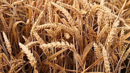 Москва официально уведомила Анкару, Киев и ООН о решении по зерновой сделке