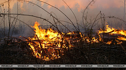 Белорусские лесники тушат пожар, который перешел с территории Украины