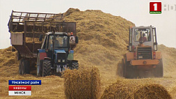 В некоторых хозяйствах Несвижского района урожайность доходит до 81 центнера с гектара 