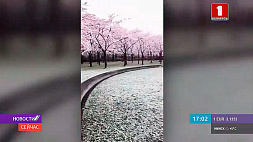 На парк цветущих вишен в Амстердаме обрушился снегопад