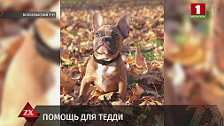 В Волковыске работники МЧС оказали помощь щенку, застрявшему в калитке