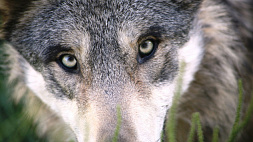 Егерь спас от агрессивного волка жителей деревни - хищник нападал на людей