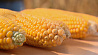 Предварительные итоги эксперимента по подсушиванию кукурузы подвели в Дзержинском районе