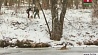 В  американском штате  Коннектикут в ледяной плен попал олененок