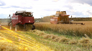 В Беларуси намолочено почти 6,83 млн тонн зерна с учетом рапса