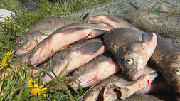 В Беларуси активная фаза нереста: напоминаем специальные правила для рыболовов