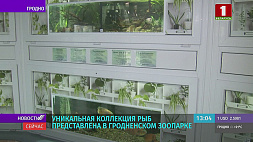 Уникальная коллекция рыб представлена в Гродненском зоопарке