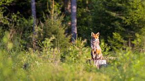 В Беларуси проводят иммунизацию диких животных против бешенства  