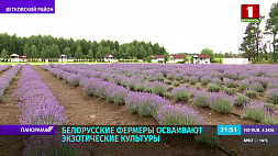Аромат Франции с белорусским оттенком - как выращивают крупнейшие в стране лавандовые плантации?