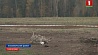 Новые нападения неизвестного дикого зверя  на домашних животных в Смолевичском районе