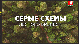 Как воровали белорусский лес - серые схемы, нестандартные ходы, громкие уголовные дела