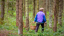 В белорусских лесах все чаще теряются грибники 