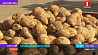 В Минской области уже убрано более 60 % картофеля