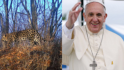 Папа Римский Франциск теперь хранитель леопардов