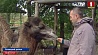 Верблюд Гоша теперь живет в деревне Грановка Речицкого района