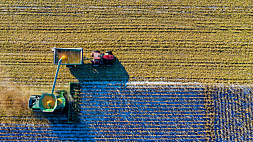 Какая урожайность зерна в Беларуси в этом году?