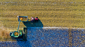 Какая урожайность зерна в Беларуси в этом году?