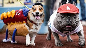 Бейсбольный клуб "Лос-Анджелес Доджерс" позволил болельщикам - владельцам собак - привести на трибуны своих любимцев в рамках специального тематического вечера