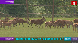 В Пуховичском районе разводят благородных оленей